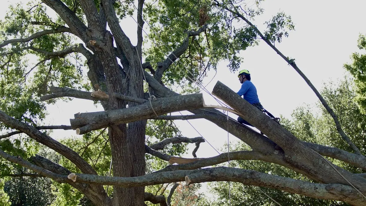 Professional Crown Thinning performed by certified arborists in Joyce